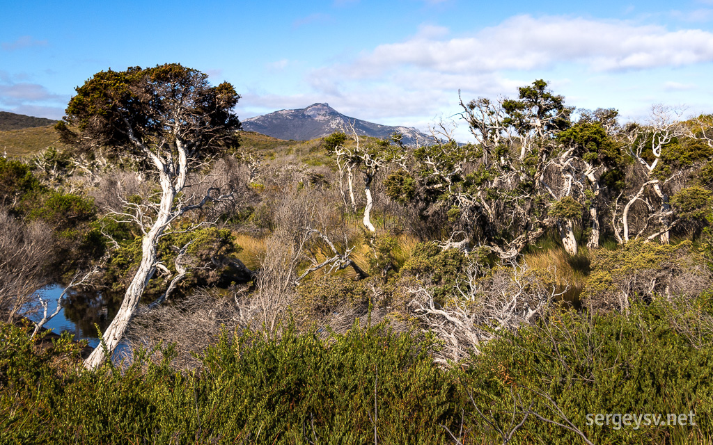 Vegetation galore.