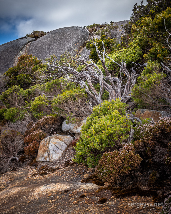 A mish-mash of local plants.