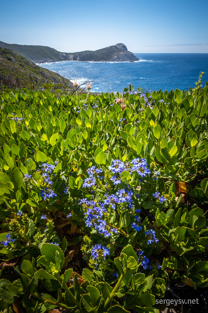 Pretty flowers with a view.