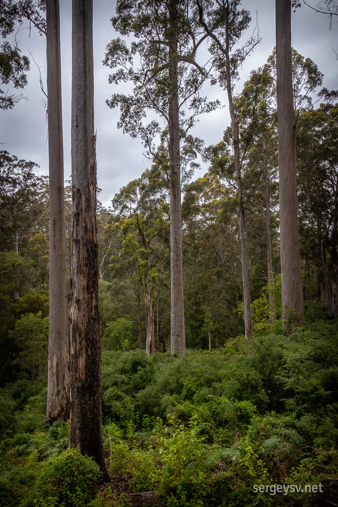 At the Snake Gully.