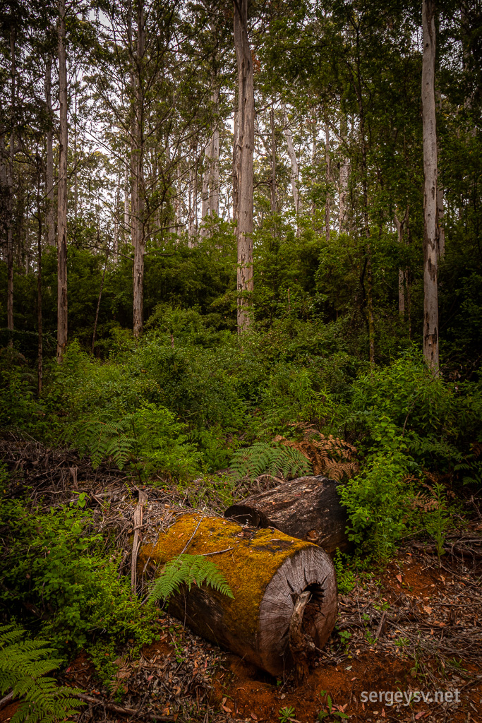 Some stumps are somewhat picturesque, too.