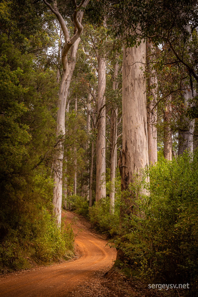 These trees are tall, all right!