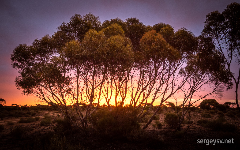 Mallee gums are watching the sunset.